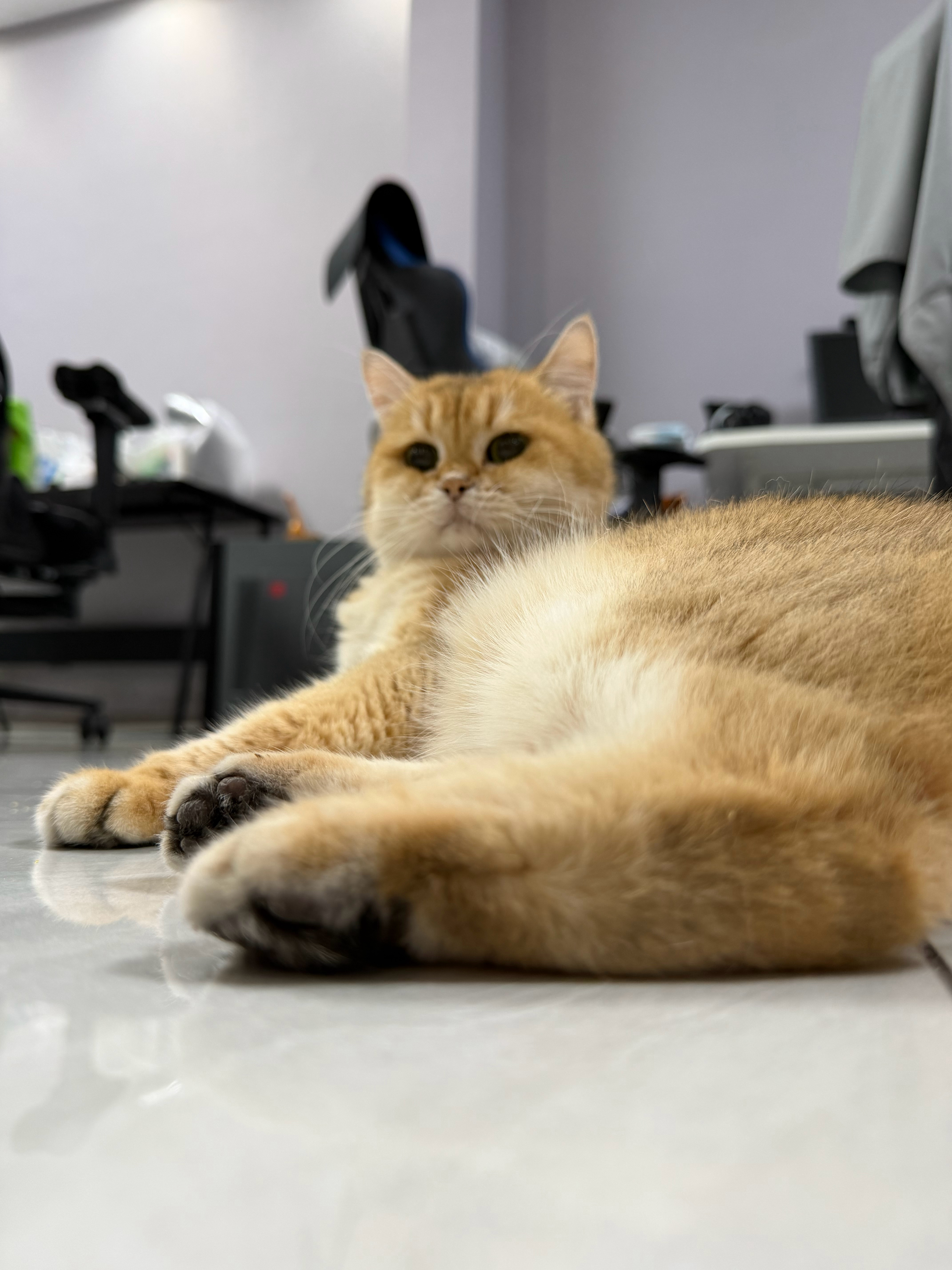 猫宁！咪在中国上班的一天！早上先给人类做一杯巧克力香脚咖啡！步骤就是把jioji