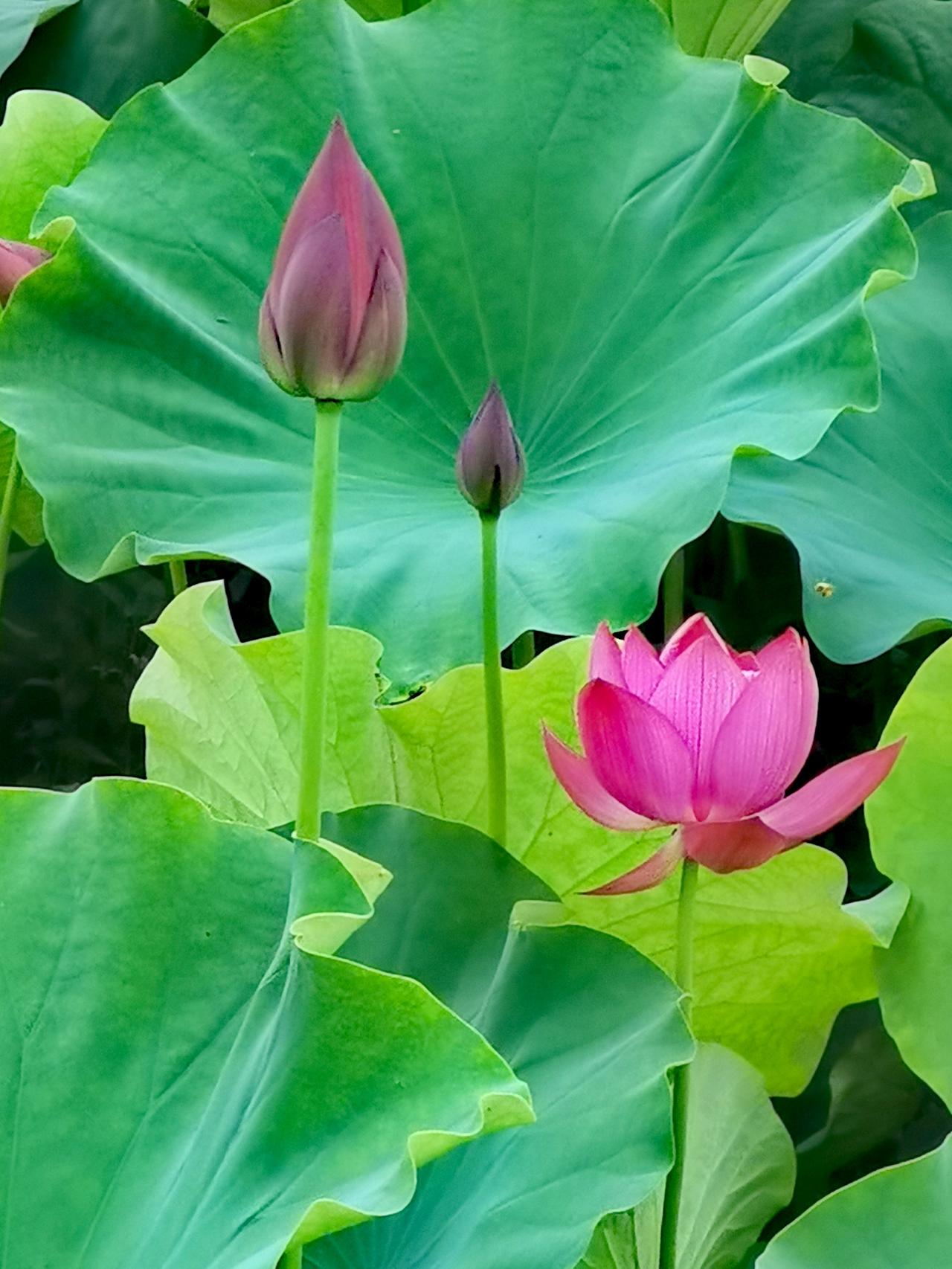 汉中天汉湿地公园