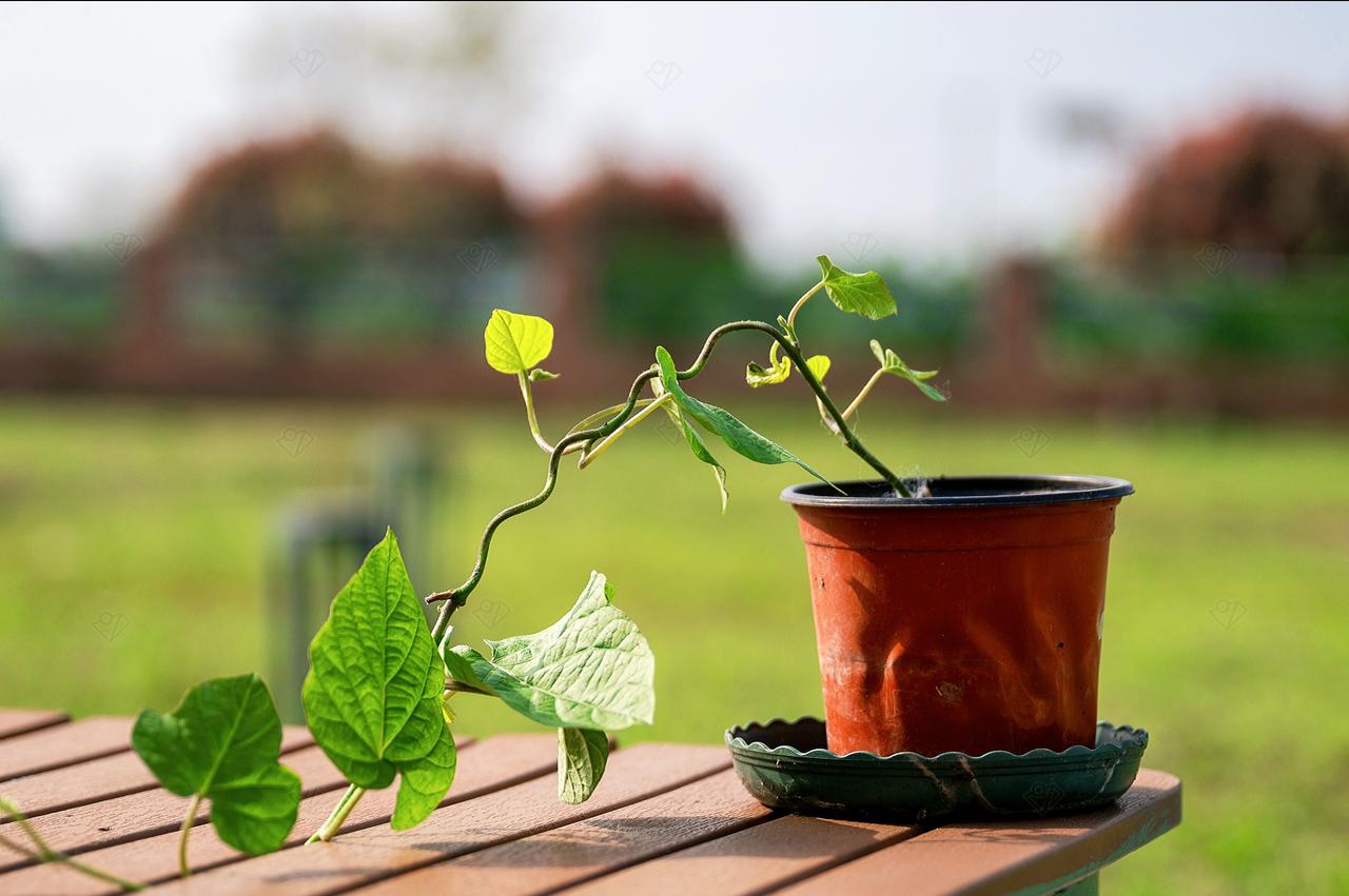 农庄的清晨…田园生活 植物治愈系 摄影是写给时光的情书 春日赏花