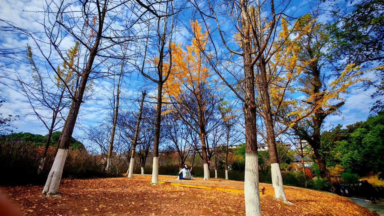 ✨秋把树当作笔，在蓝天上涂着金黄的诗，人坐在落叶里，成了光阴温柔的注脚。
🌿树