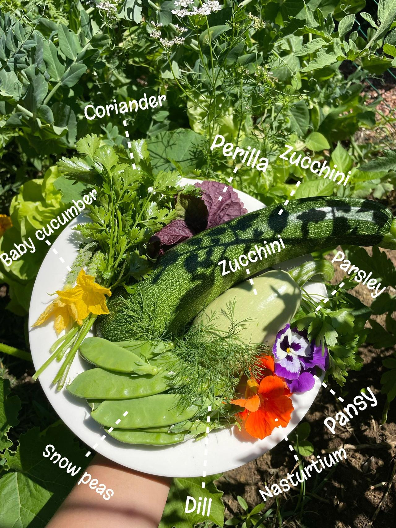 西葫芦胡萝卜鸡蛋饼，从菜园到餐桌

早起巡视菜园，采回来两根西葫芦，一把荷兰豆，