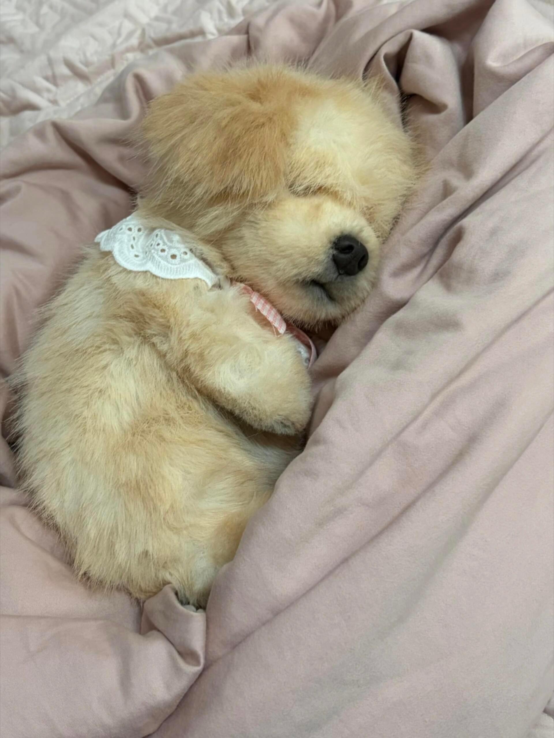 正在午睡的小狗 
