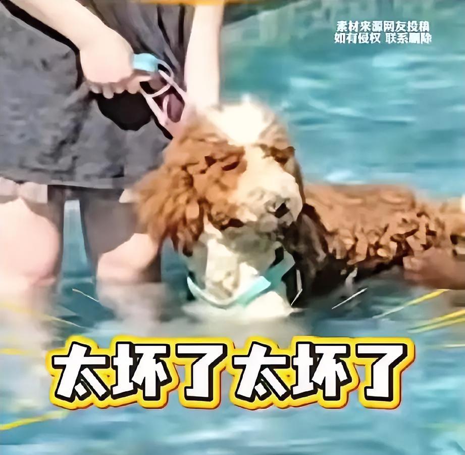 这下彻底傻眼了吧？
三亚带狗硬闯泳池的那位女士，终于为自己的任性买了大单，不是几