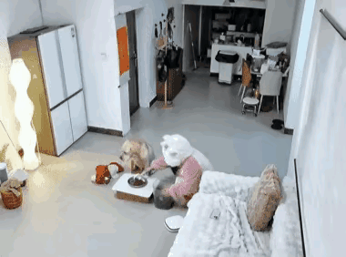 女主人测试金毛，让朋友假扮劫匪，下一秒狗狗的反应让所有人傻眼！
 
女主人想看看