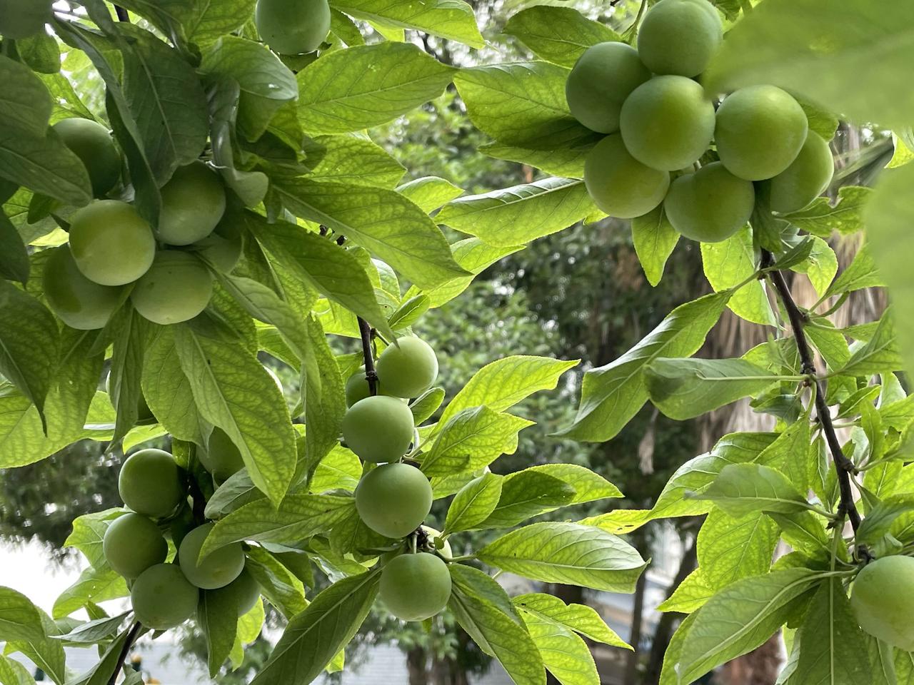 在咸宁忙完事后，突然想起科技学院的家属院子里，有一棵水灵灵的李子树，上次来路过，