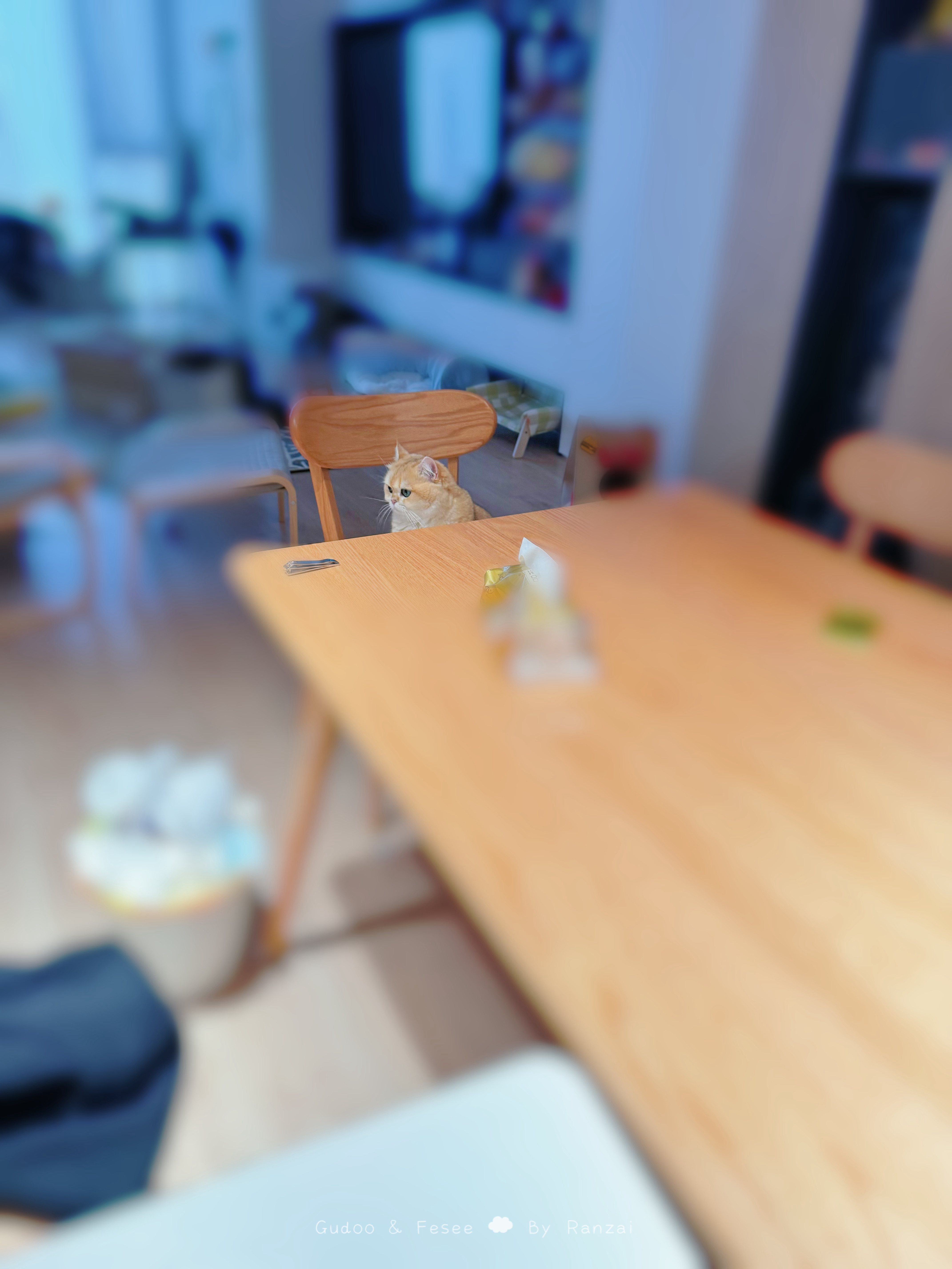 你好，小猫咪我来早了吗？#菇冬怎么肥四[超话]##萌宠初冬日记# ​​​