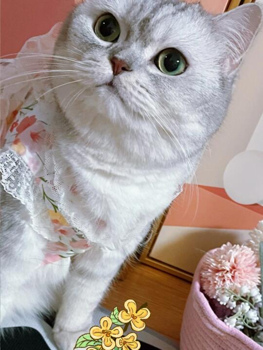 花朵猫猫🐱