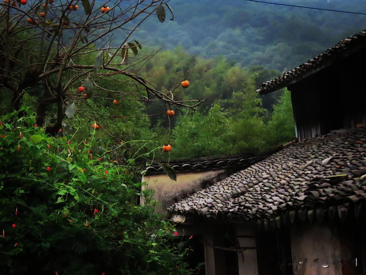 老屋绿山红柿