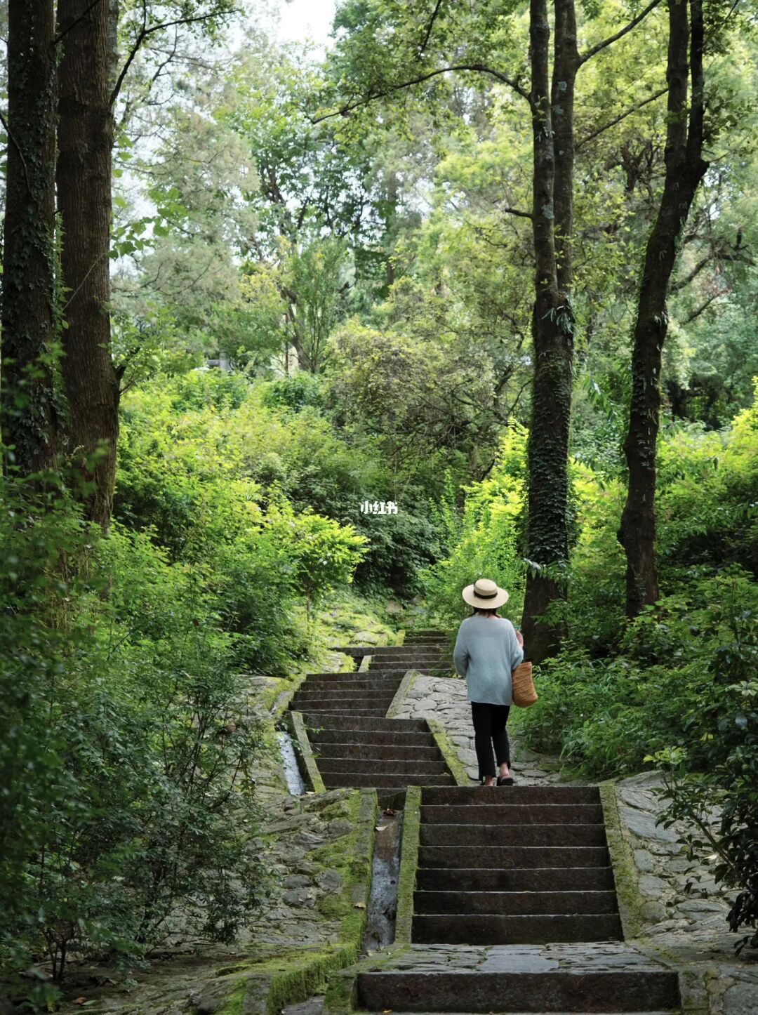 去大理小众千年寺庙‼️徒步无为寺⛩️捡蘑菇