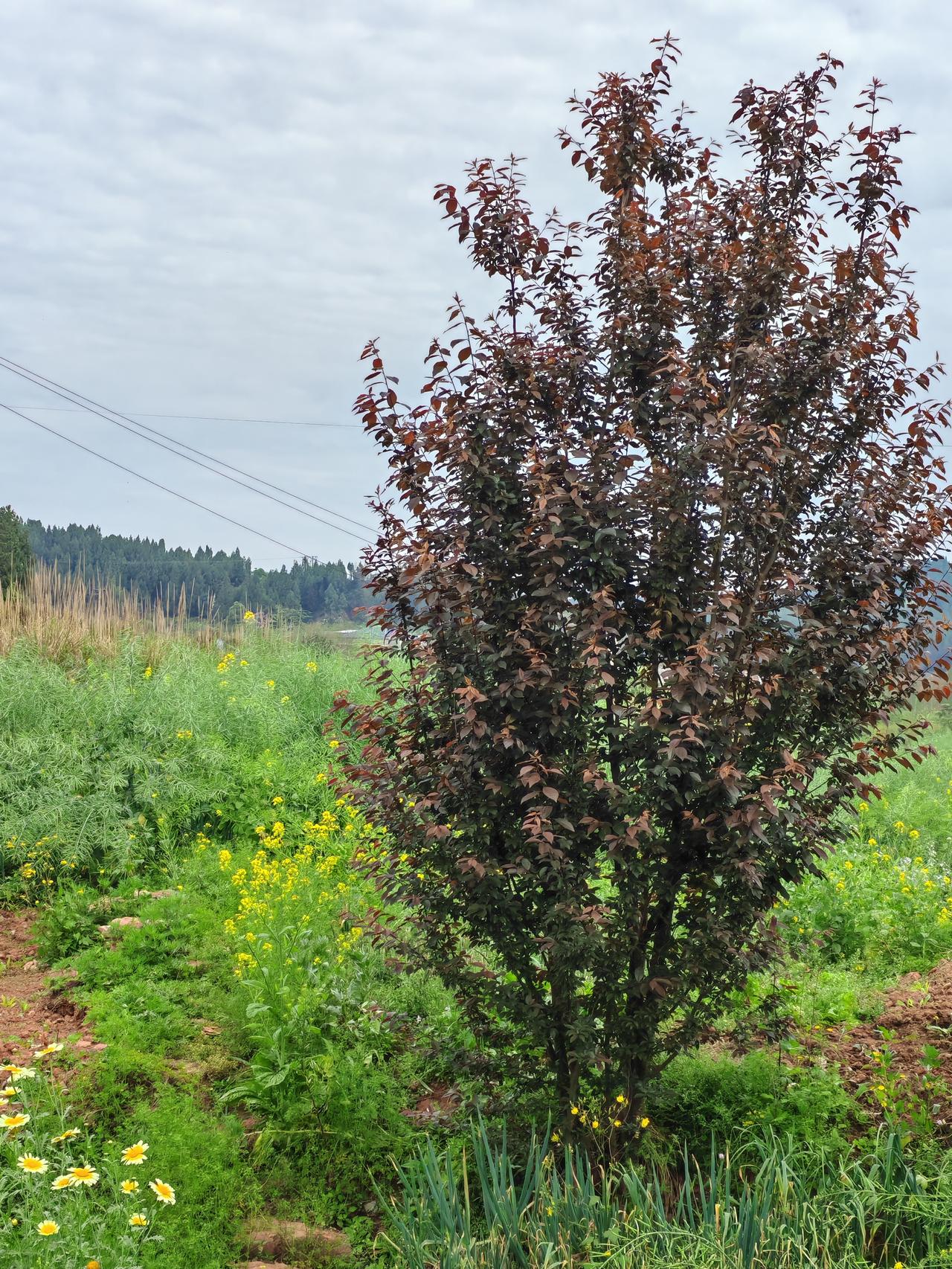 为什么现在越来越多人放弃自媒体了现在做自媒体的人越来越多，先期做自媒体很容易赚到