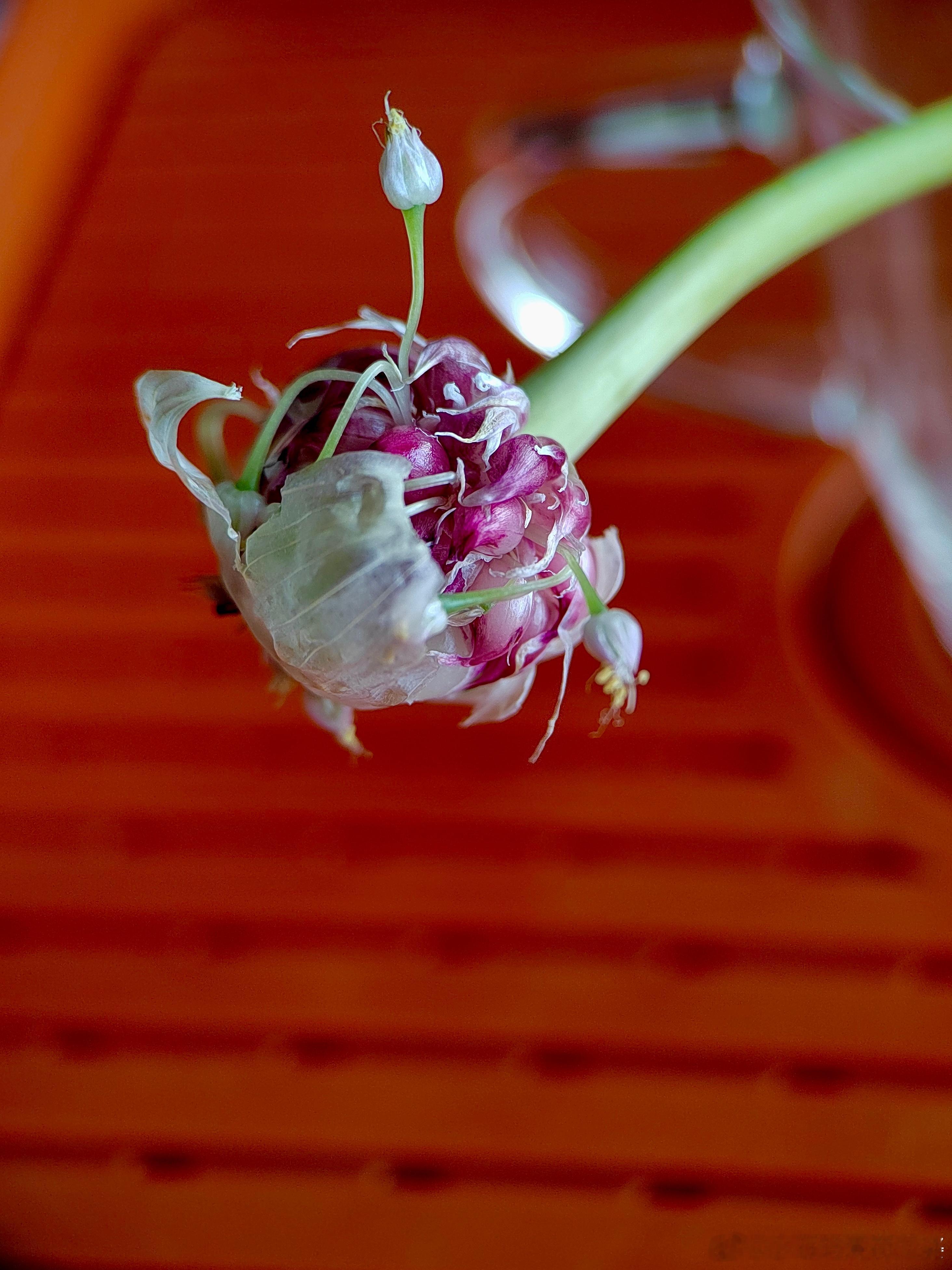 水培蒜苔静待花开，漫长而美好。 