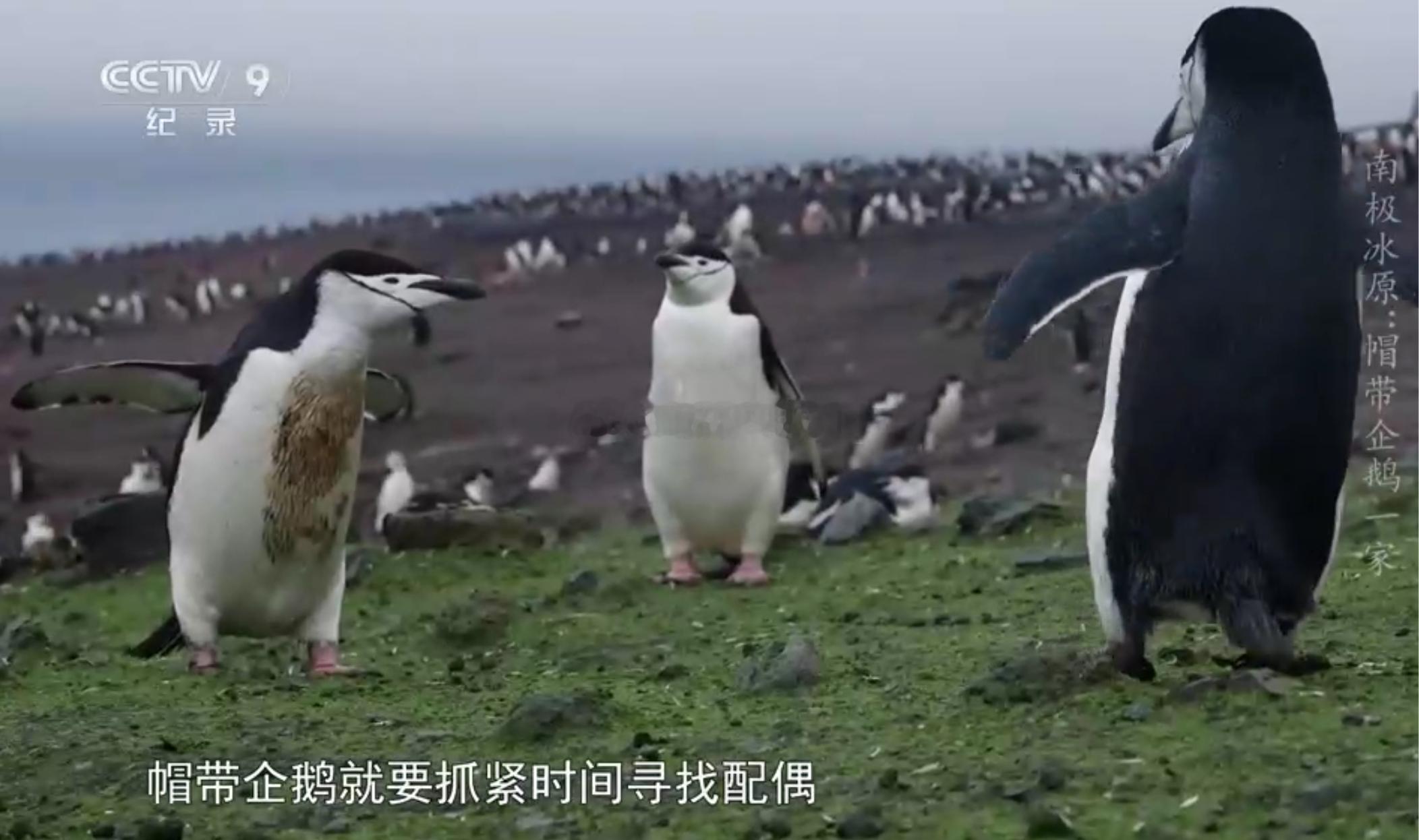 中秋晚会 全是演员在唱歌听的我都要睡着了，都是演员在唱歌，还有剧组组团宣传，还是