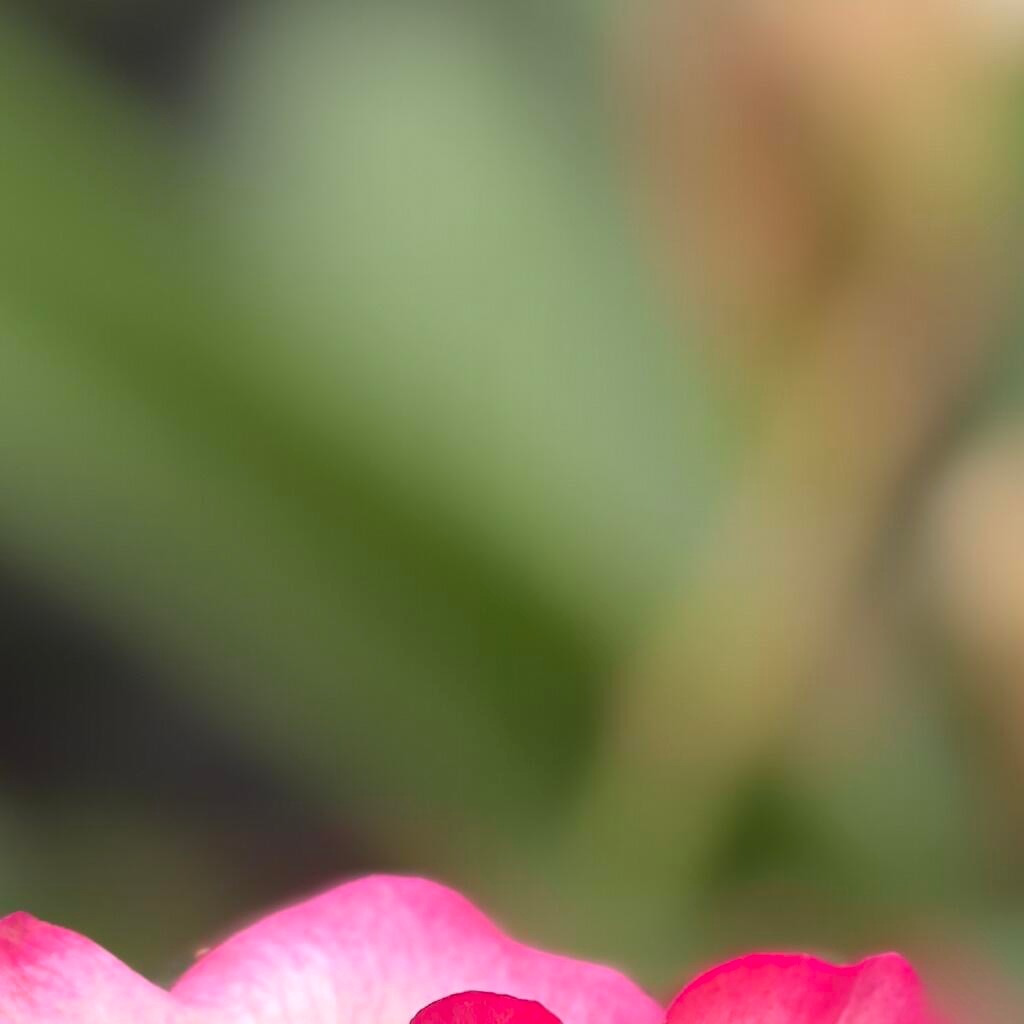 森林驿站  💫阳光信用  💫森林驿站 善良是一种修养，善待他人就是善待自己，