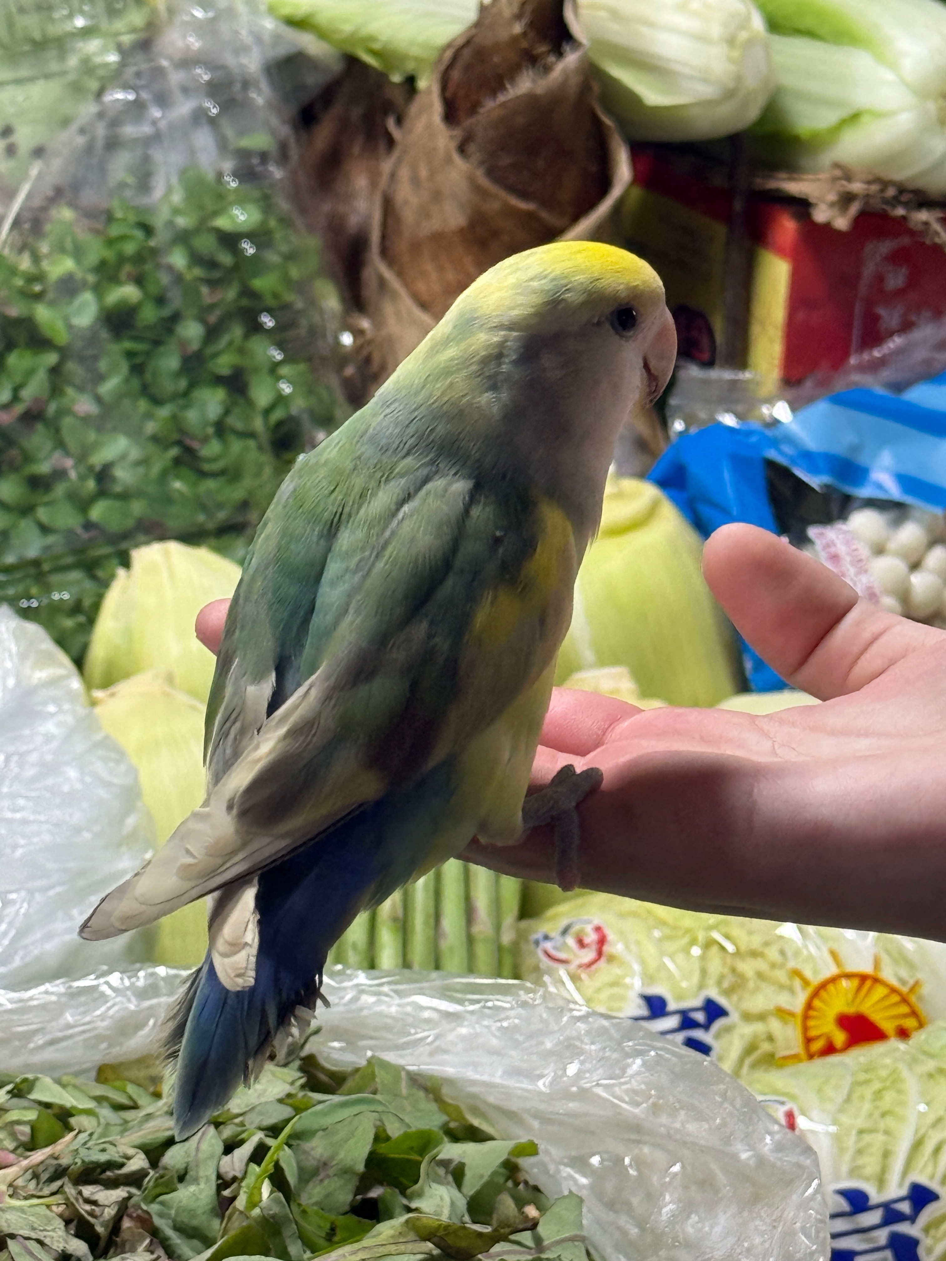 在菜市场遇到了会揽客的小鸟谁敢想…摊主身上挂了六只小鸟会随机抽取一只陪买菜的顾客