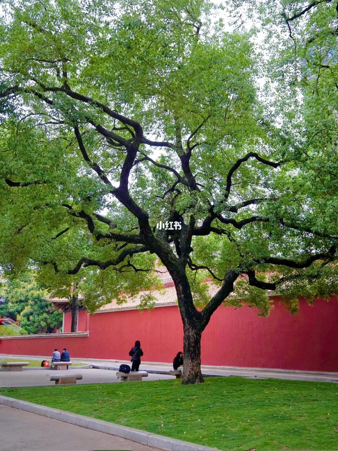 恰巧路过，见到广州春天最美的样子🍃