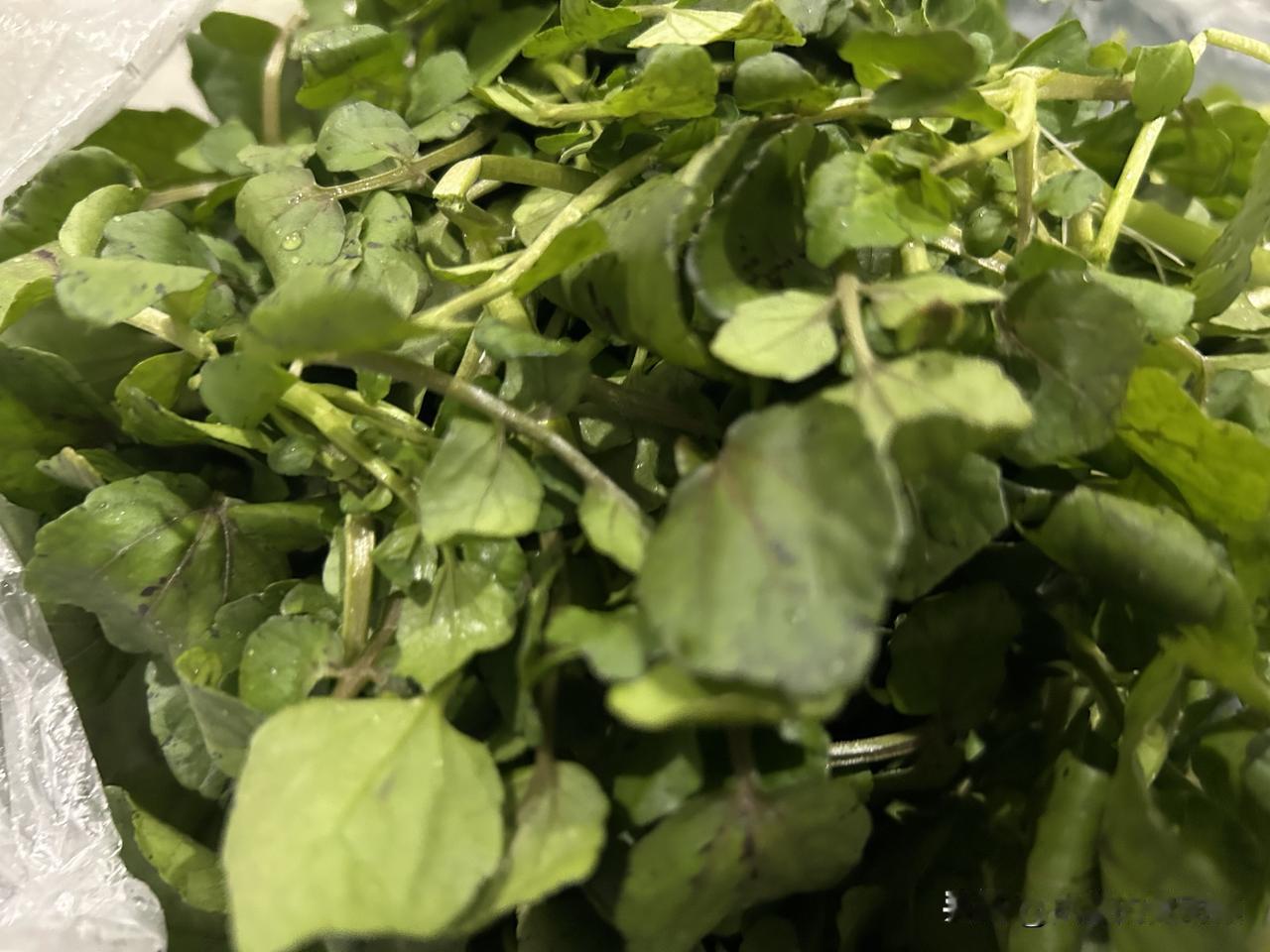 在拼多多上买的西洋菜今天收到了，是用泡沫箱装的。


收到时泡沫箱已经破了，但不