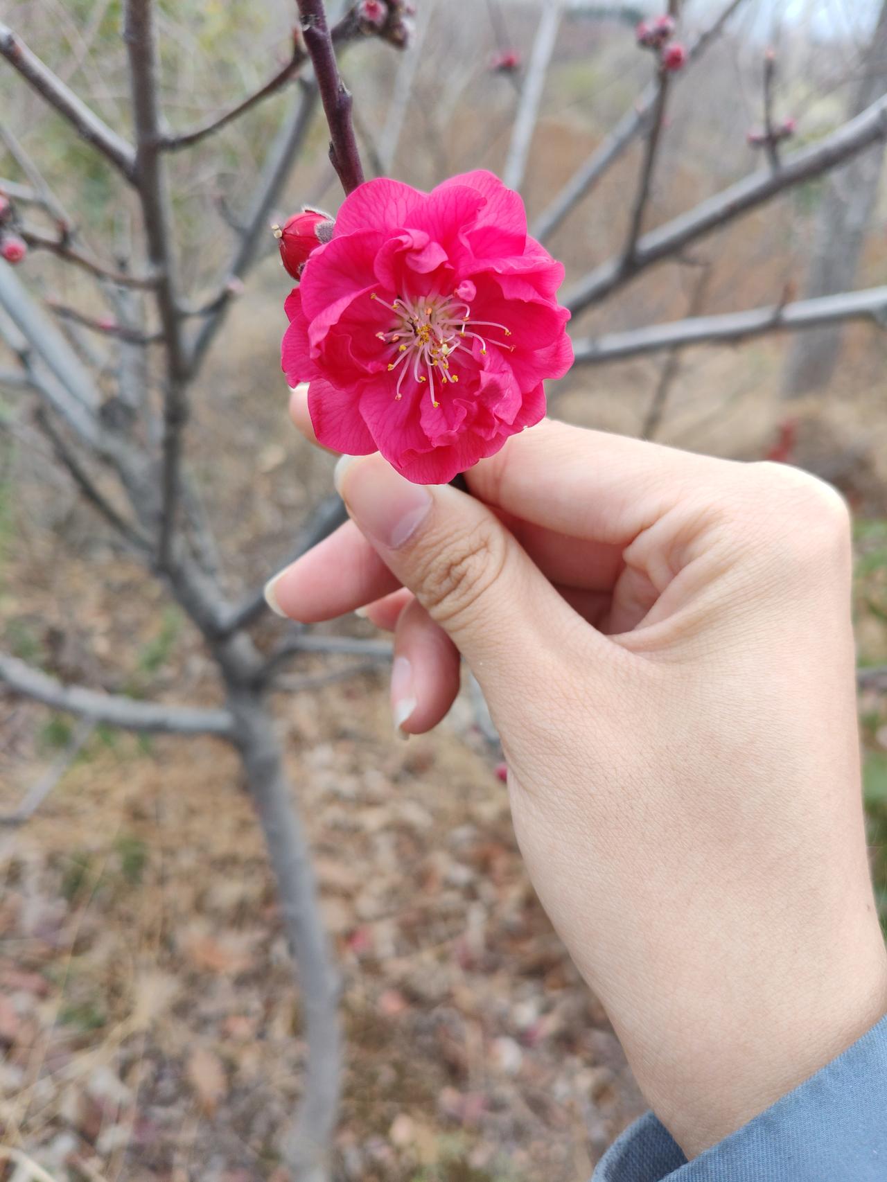 看这朵碧桃花，真的被惊艳到了！它长在野外枝头，没有精心呵护的环境，却开得又艳又精