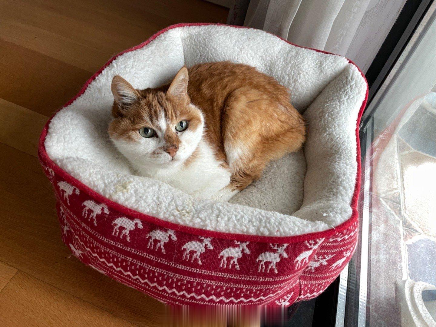 #萌宠那些事[超话]# 没错！我们二十几度还要睡棉窝！窝边被这小子给吐了，他自己