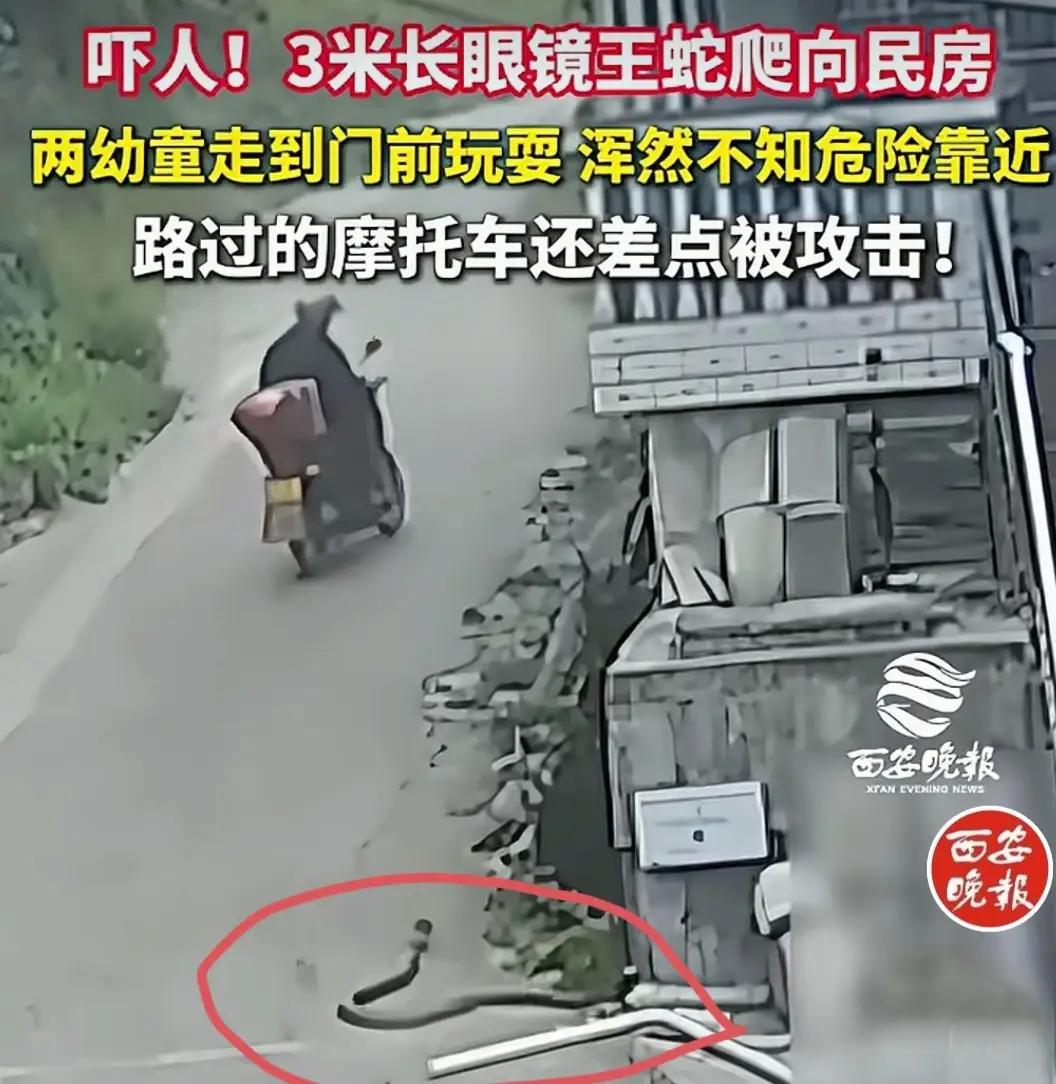 完整榜单
眼镜王蛇爬向民房 两幼童浑然不知

你能想象吗？一条长达两米的眼镜王蛇