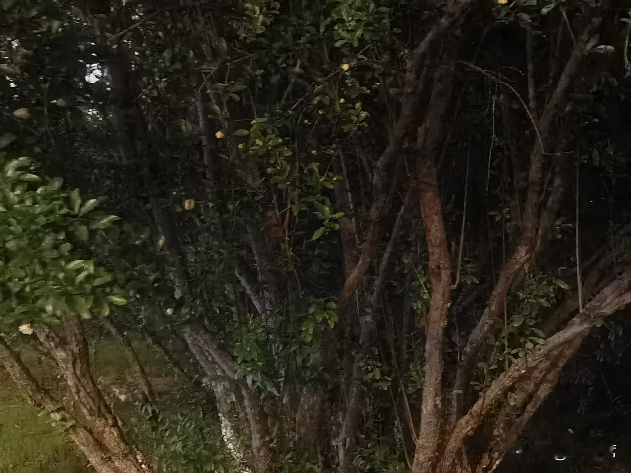 立夏意味着万物至此长大繁茂。有三候：蝼蝈鸣、蚯蚓出、王瓜生。华南多雨潮湿，北方升