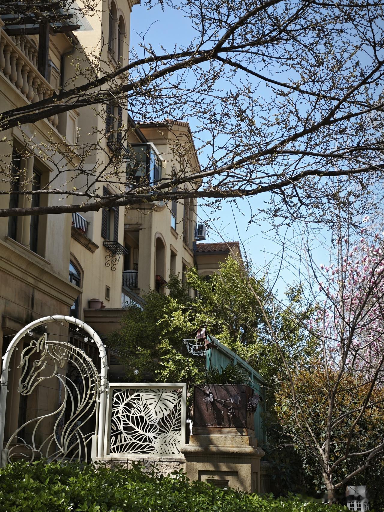 还上哪去到处看花儿啊，家门口的景色也不逊色。

你看海棠，你看樱花，你在看玉兰，