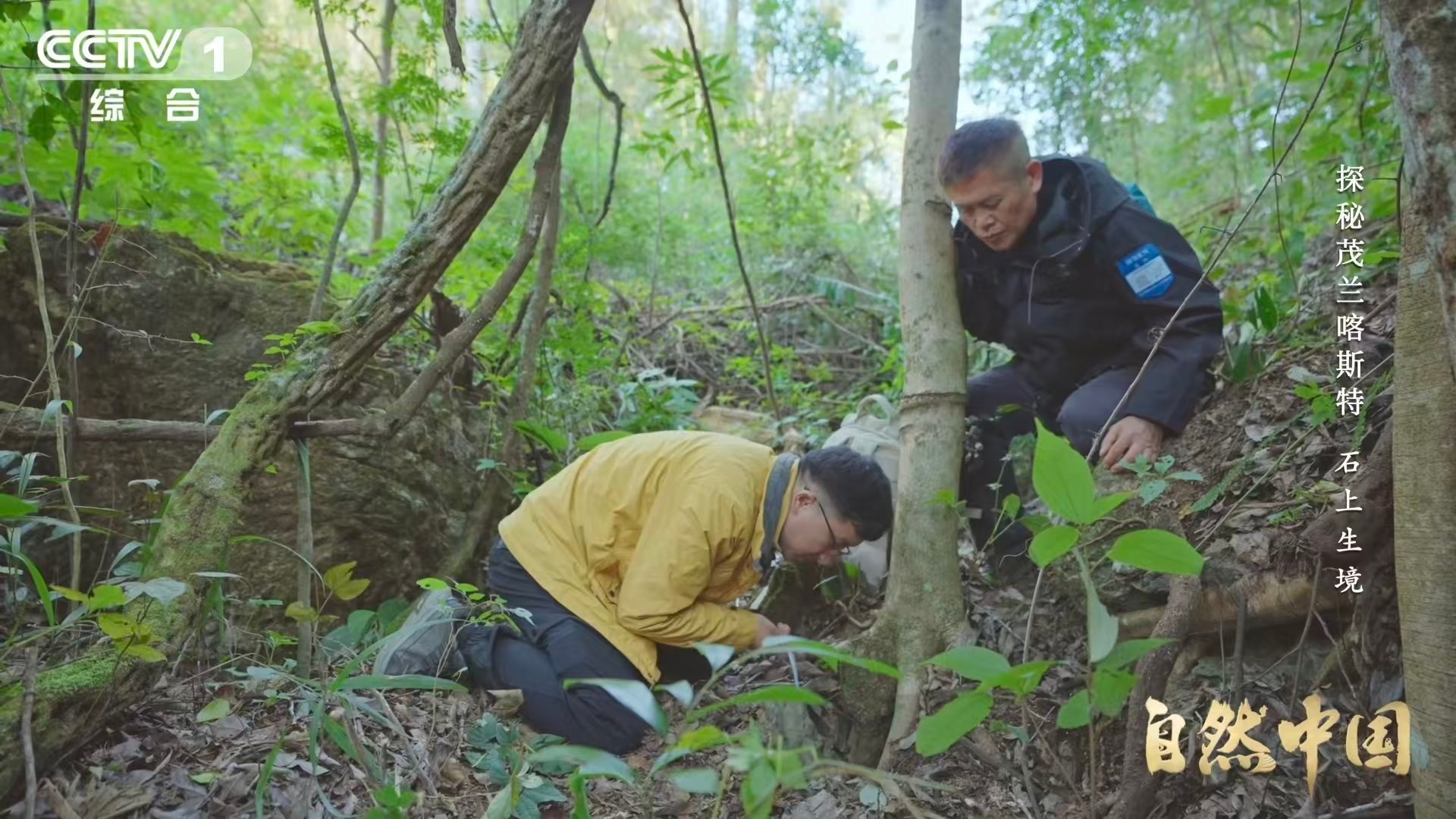 贵州溶洞发现地下反向森林 石破天惊！这里没有阳光，却有根系编织的奇迹。黑暗是底色