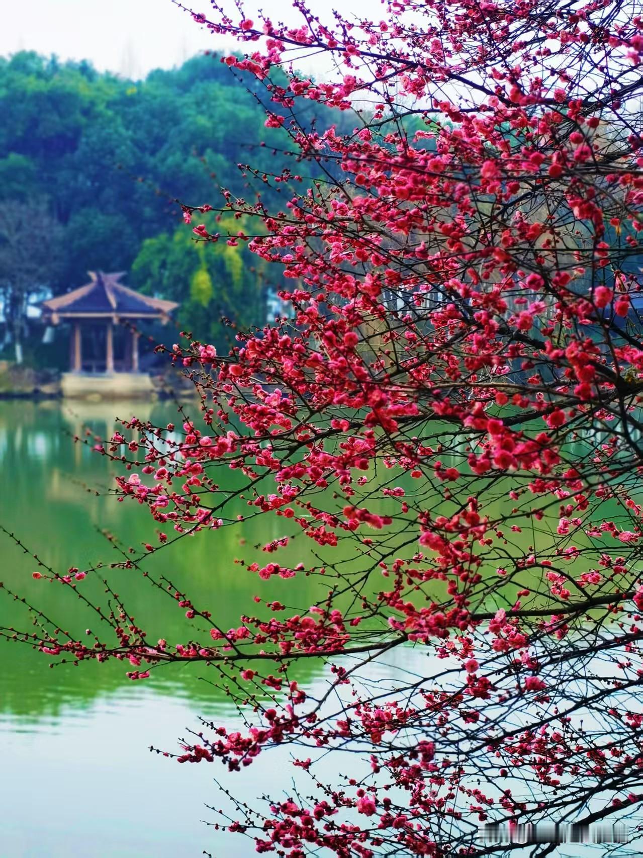 参加晒图大赛心情特别好，赠送大家一份美好，回报自己一份快乐！彼此乐在其中。
