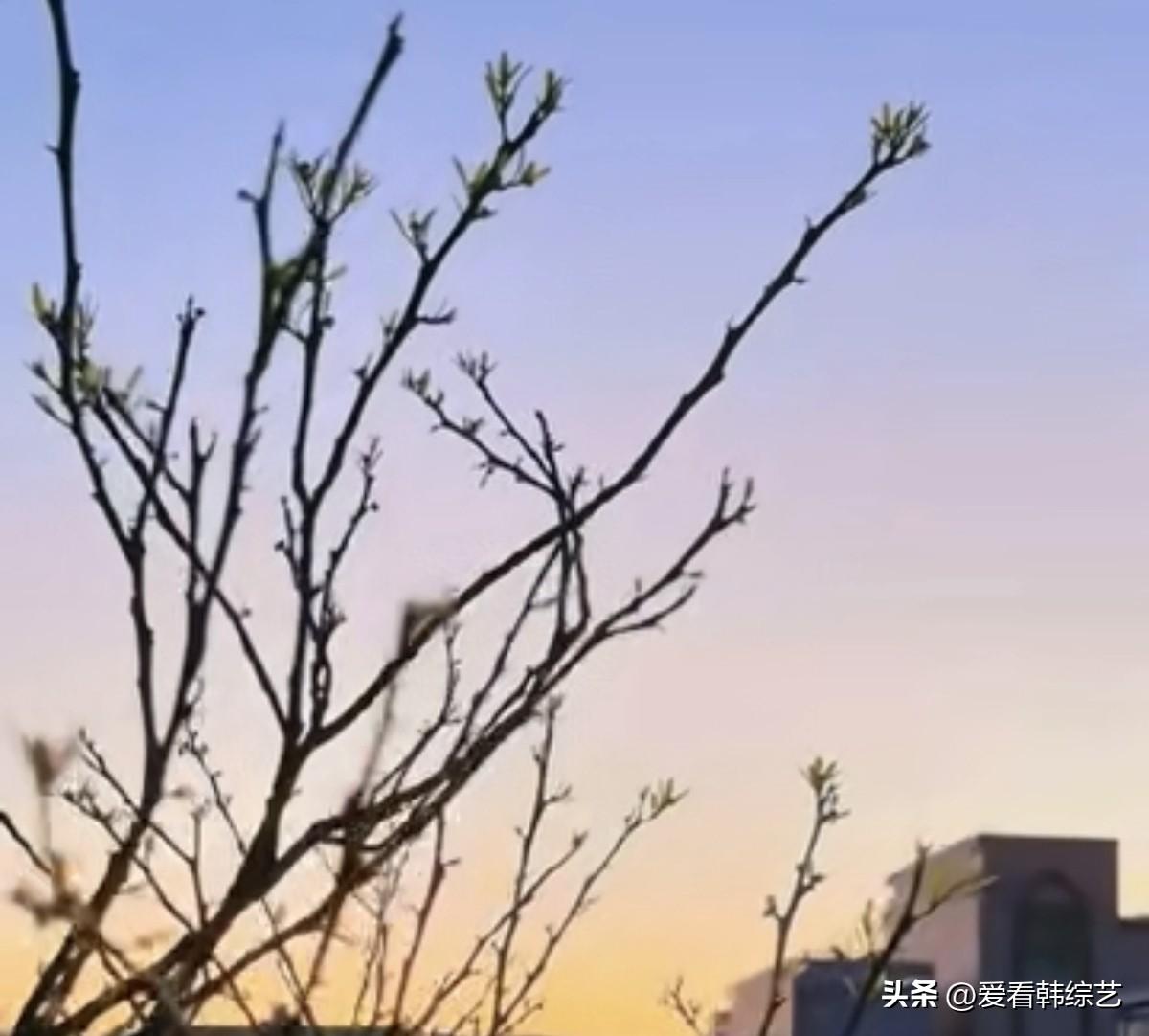 集卡领红包枝桠在渐变色的天际里抻开轮廓，嫩梢沾着落日的暖，把春的细碎生机嵌进橙紫