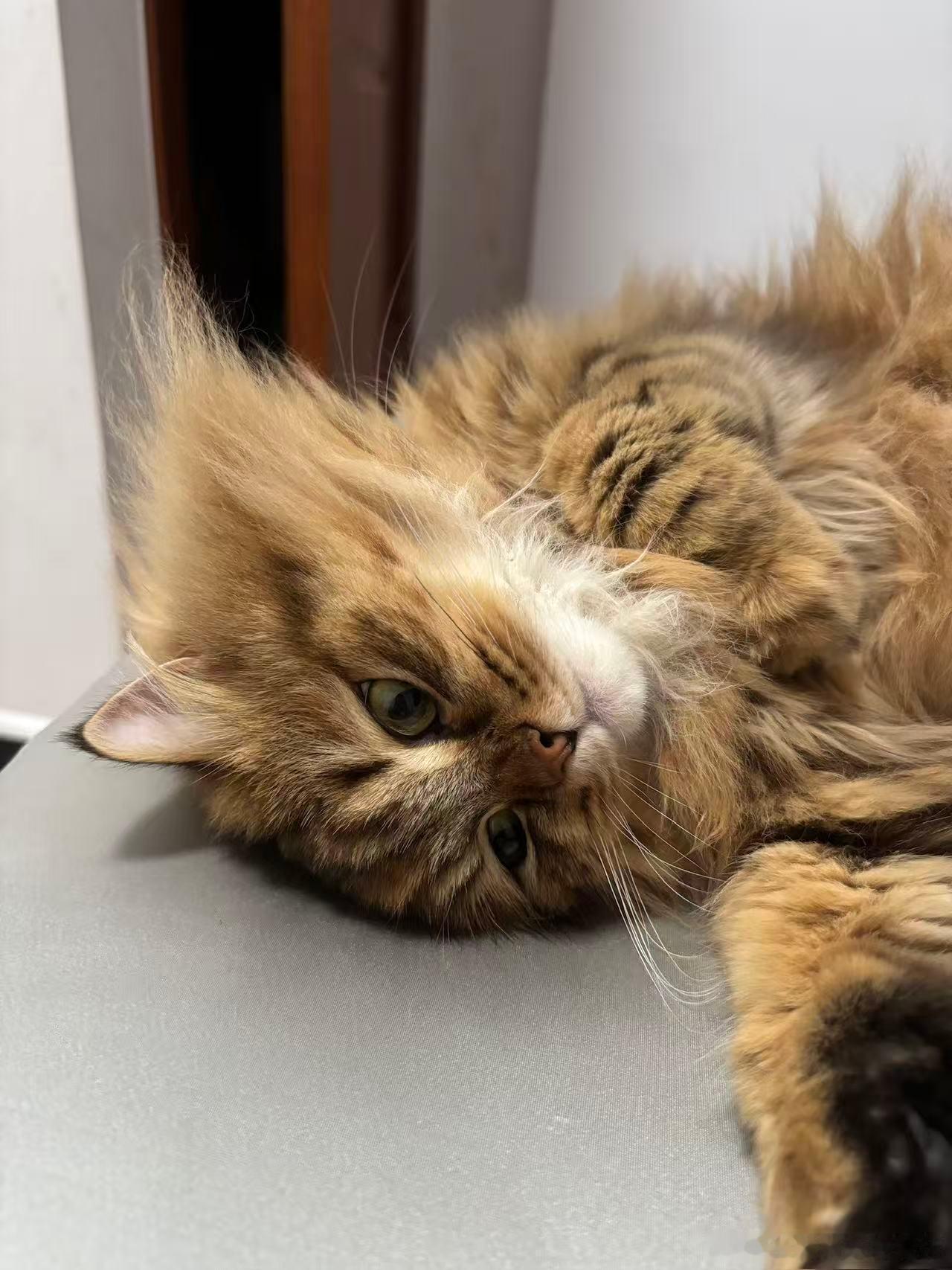 猫吃素也能吃那么胖吗自家猫猫啃青菜还圆滚滚，难道素食反而容易长肉？其实这都是误会