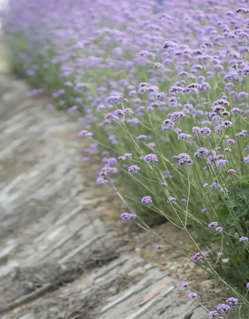 #夏日生活打卡季#

在岁月的长河中，每一次的目光交汇都仿佛是一次心灵的悸动，那