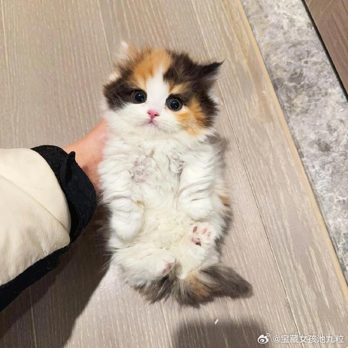 海苔肉松小贝🐈 ​ ​​​