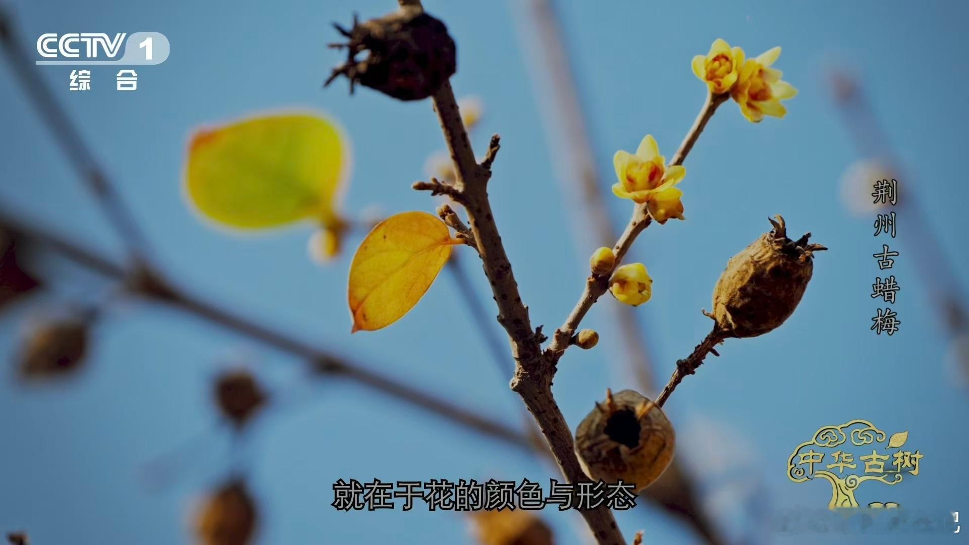 是蜡梅还是腊梅终于分清蜡梅和梅花了 千年古蜡梅能留存至今太难得💛，见证岁月变迁