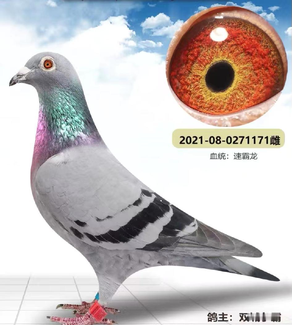 中鸽协突然下狠手！赛鸽圈天翻地覆
赛鸽新规 鸽友福利
中鸽协直接放了个大杀招，新