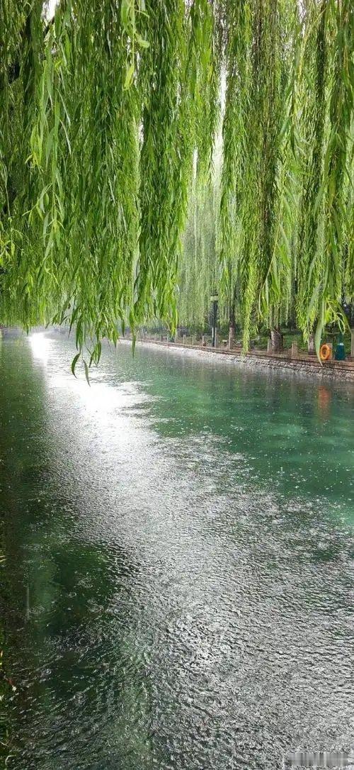 三日连阴雨，气温降很多。早上穿短袖，冷得直哆嗦。 ​​​