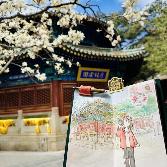 春天好好画｜潭柘寺玉兰｜戒台寺