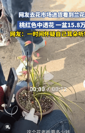 “惊掉下巴！”河南郑州，一男子去花卉市场进货，却没想到被一盆兰花的价格惊吓到了…