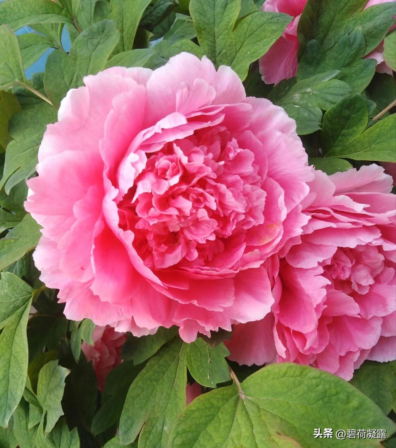 相遇花开便是人间美好，让心灵溢满阳光和花香，才不会辜负美好的时光。 用最美的心情