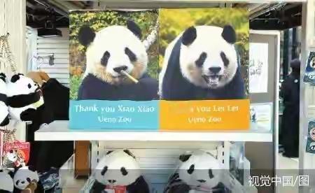 旅日大熊猫即将回国 旅日大熊猫“晓晓”和“蕾蕾”要回国啦！当地时间2025年12