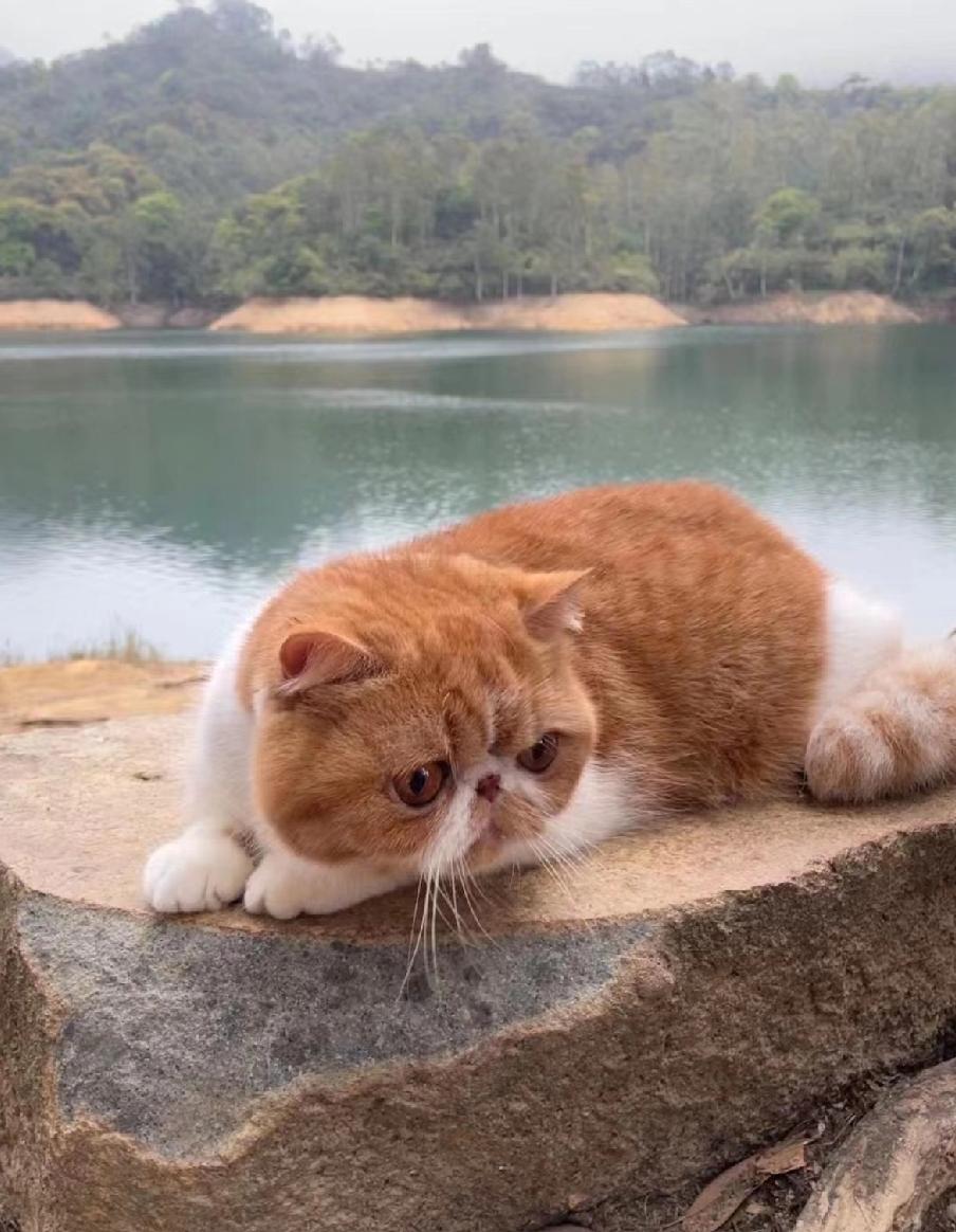 湖水平静，偶有微风拂过，才泛起一圈圈细小涟漪。湖边树木虽没了夏日繁茂，却依然挺立