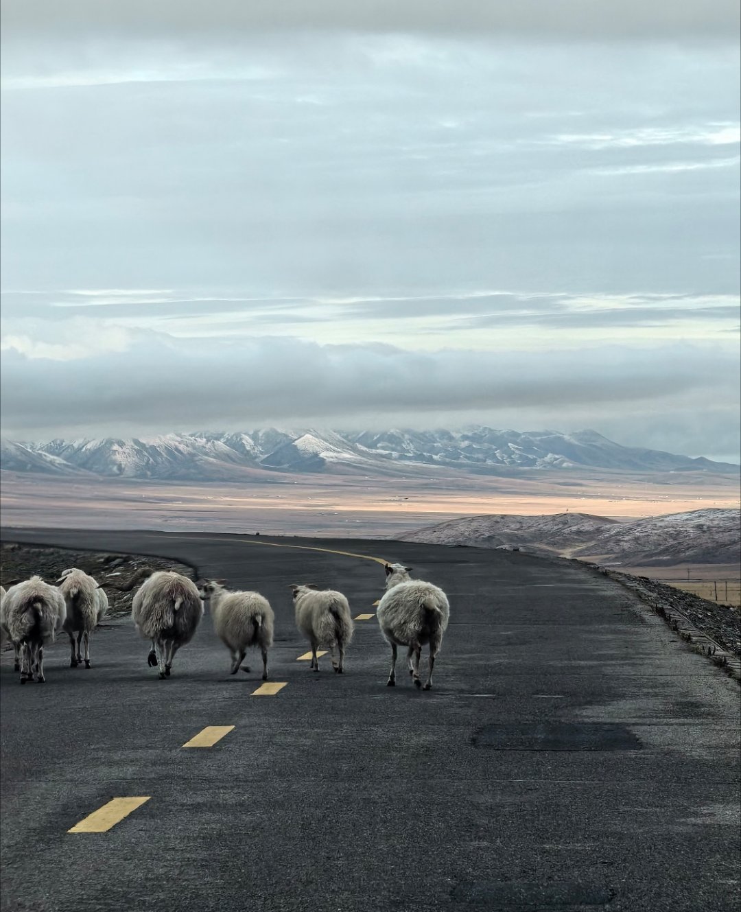 自驾去青海真的太治愈了，一路视野开阔，天高地阔，风都很自由。不用赶时间，看到好看