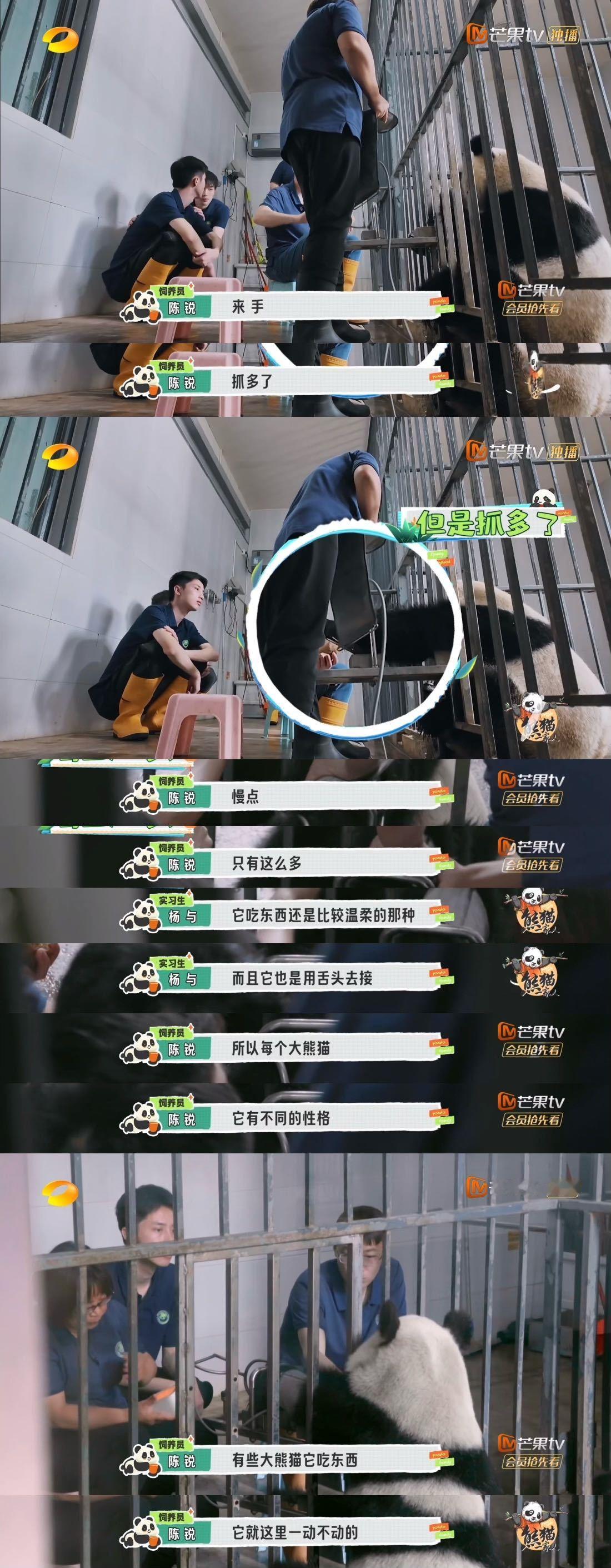 #老年熊猫测血压安安静静vs摇头晃脑##大熊猫测血压还有两副面孔呐# 《熊猫一家