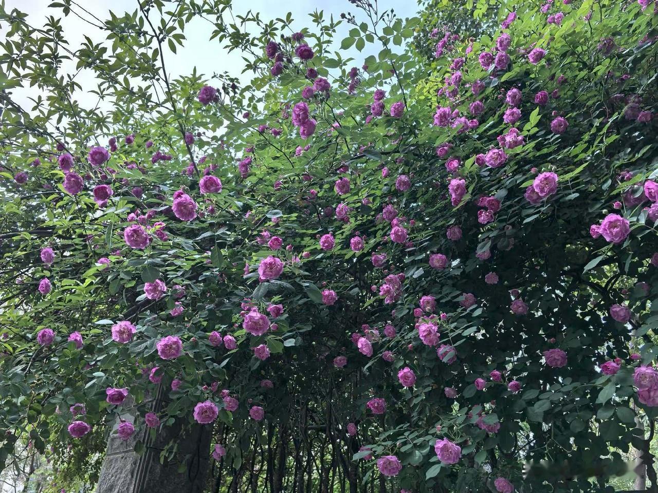 【小对联】
上：神农架；
下：……？