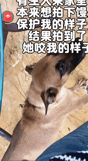 太搞笑了！河南，一女子想拍狗狗保护自己的样子，却意外拍到狗狗咬了自己一口。女子喂