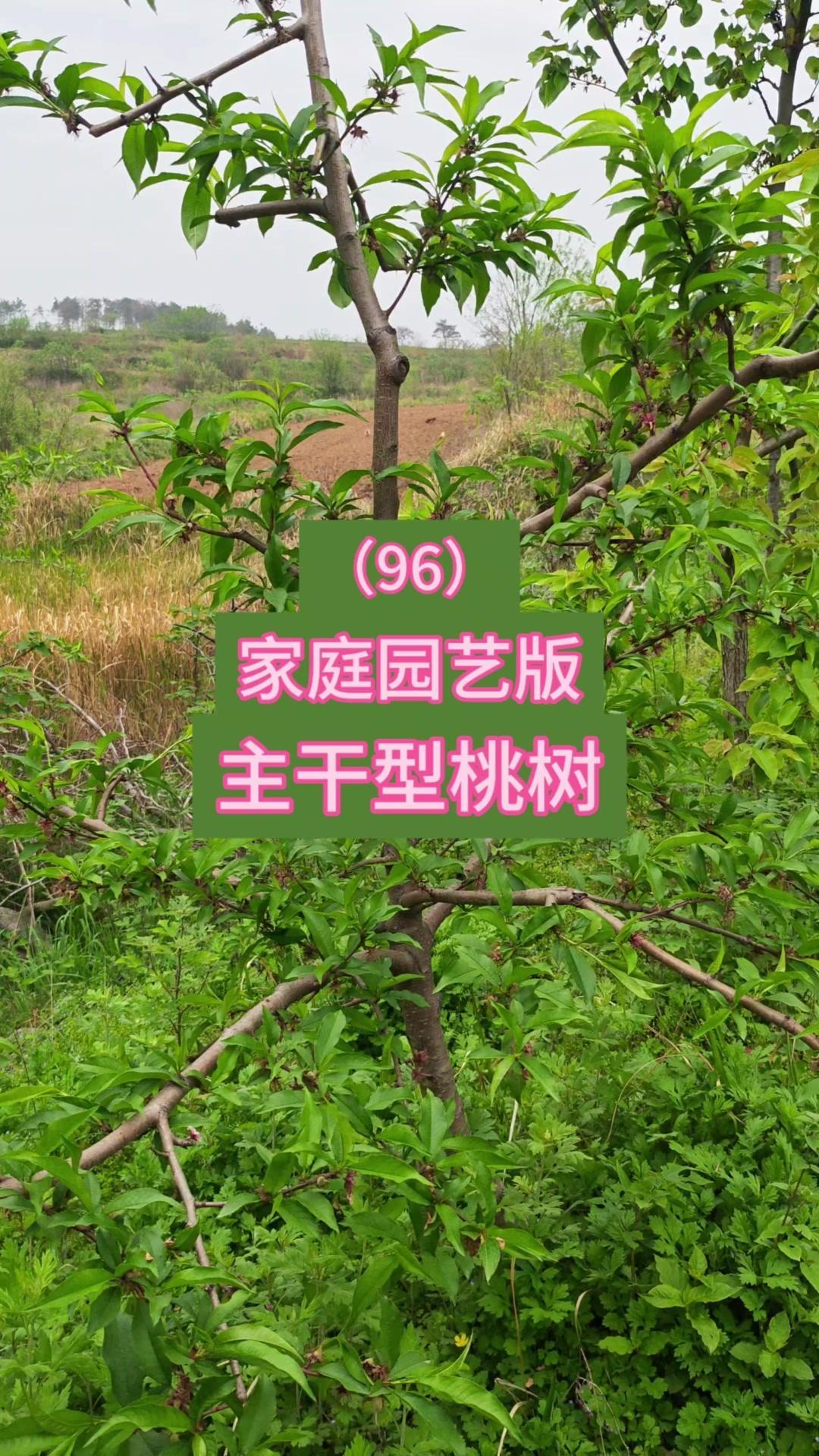 1️⃣修剪方法：采用剪枝、定枝量和枝条分布的方式，冬季进行胆结换头，早熟品种枝条