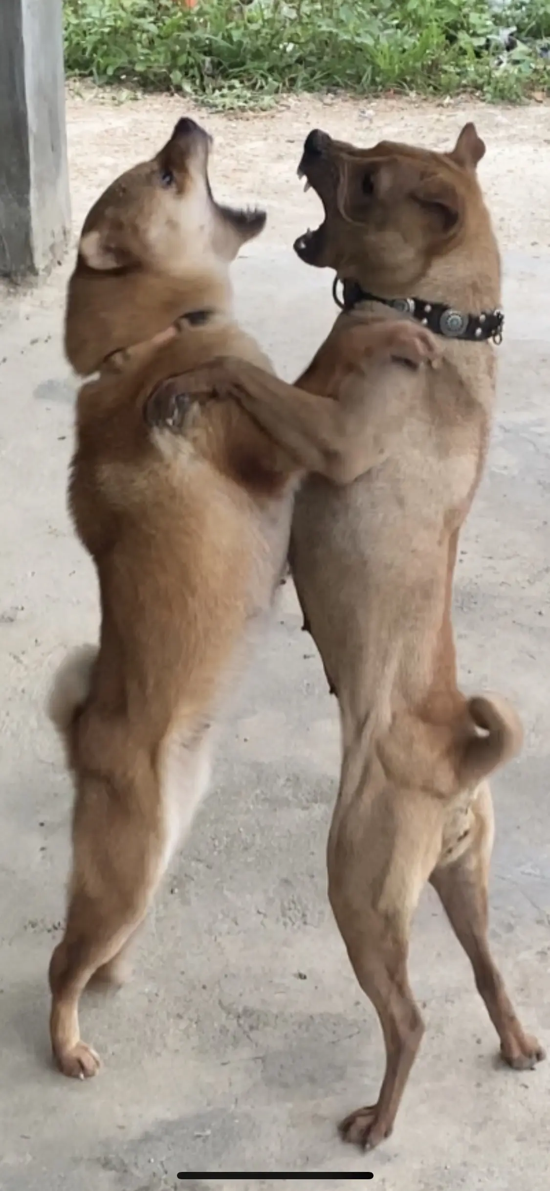 双龙戏珠、双凤比拼。