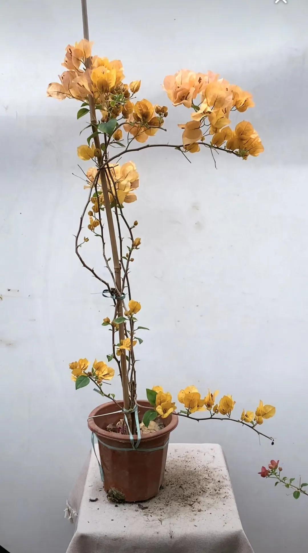 夏日生活打卡季傍晚去江边散步，被晚风扑了满脸。看夕阳掉进水里变成碎金，听卖冰粉的