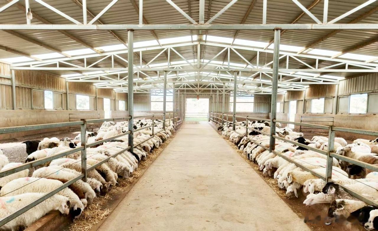 冬日的甘肃省古浪县
裴家营镇裴家营村，暖阳洒在整齐排列的标准化羊舍上，舍内寒羊、