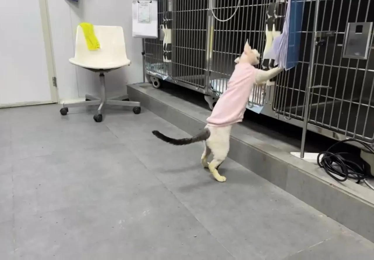 知道自己要出院回家，到处跟小伙伴道别，是个重感情的乖宝宝！
#猫咪# #萌宠#