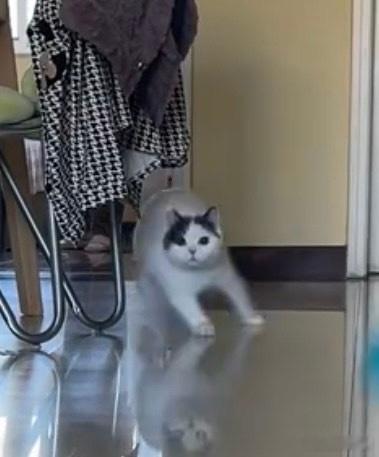 以前拍的小豚猫奔跑现在已经跑进大房子了 