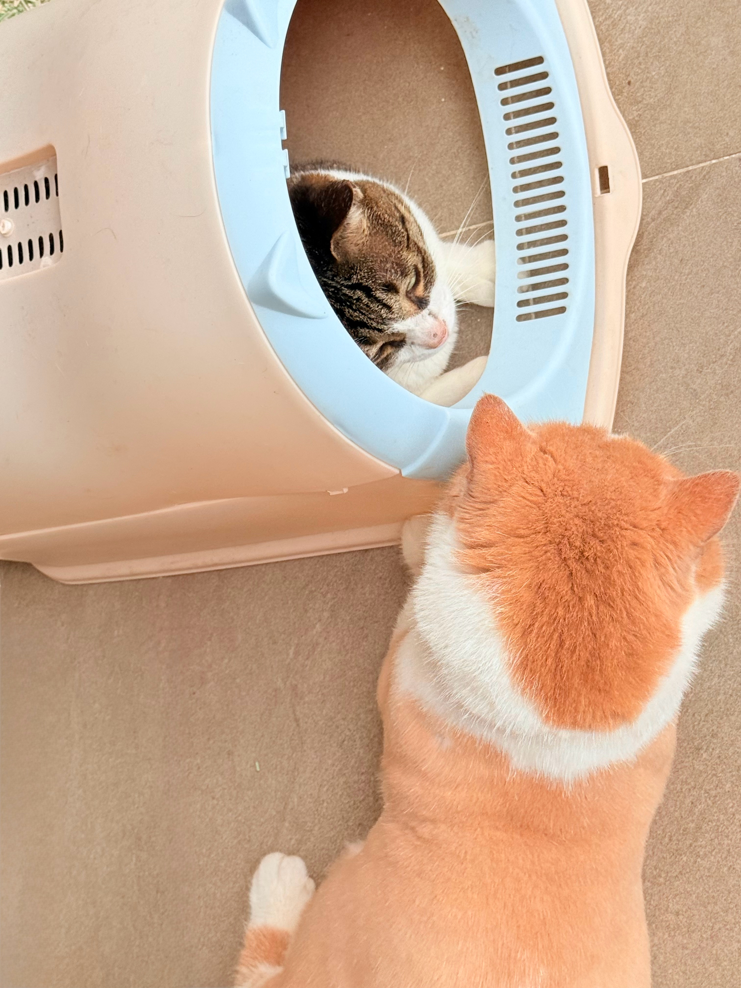 憨憨和星星上演真实版躲猫猫晨曦说